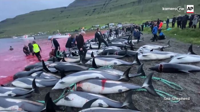 Kritik an blutiger Tradition: Über 1400 Delfine getötet