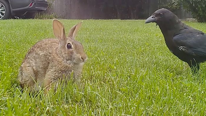 Raben stürzen sich auf Kaninchen – Hasenmutter verhindert Gemetzel