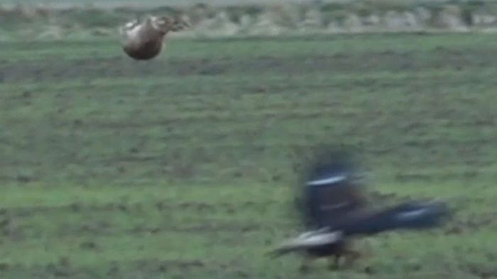 Rennen um Leben und Tod: Hase trickst Adler aus