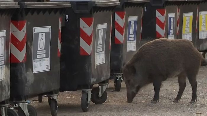 Roms Wildschweinplage: Hungrige Tiere erobern die Stadt
