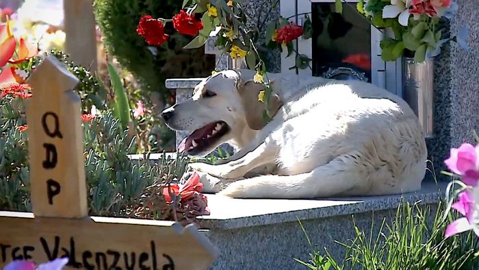 Herrchen gestorben: Hund lebt seit drei Jahren auf Friedhof