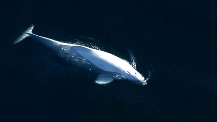 Seltener Anblick: Weißwal vor der Küste von Washington gesichtet