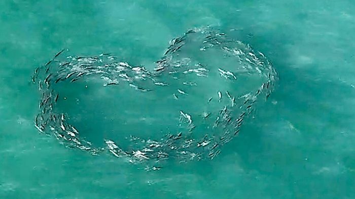 Außergewöhnliches Drohnenvideo: Fische schwimmen in Herzform