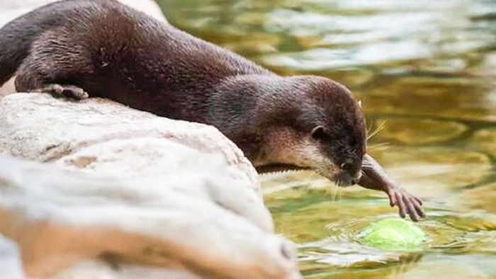 Handy fällt in Ottergehege – doch tierische Hilfe kommt sofort