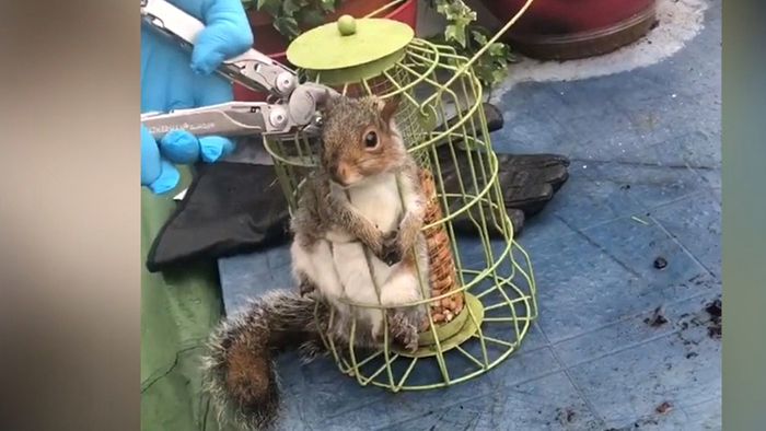 Zu gierig: Eichhörnchen steckt in Futterspender fest