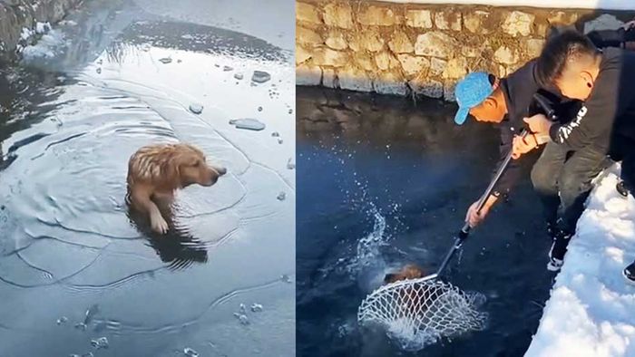Hund bricht in Eis ein: Retter eilen sofort zu Hilfe
