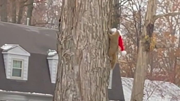 Nikolausmütze geklaut: Eichhörnchen im Weihnachtsrausch