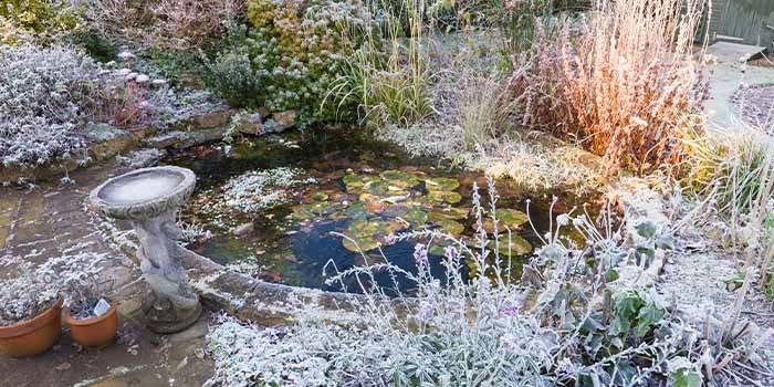 Gefahr für Fische! Warum man den Gartenteich nicht zufrieren lassen
