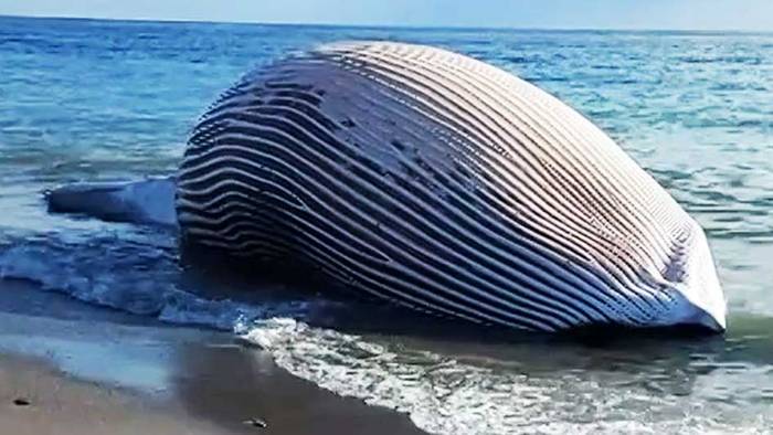 70 Tonnen schwer: Riesiger Wal in Südspanien angespült