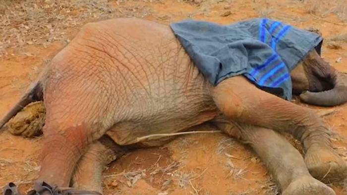 Verwaistes Elefantenkalb vor dem Verdursten gerettet