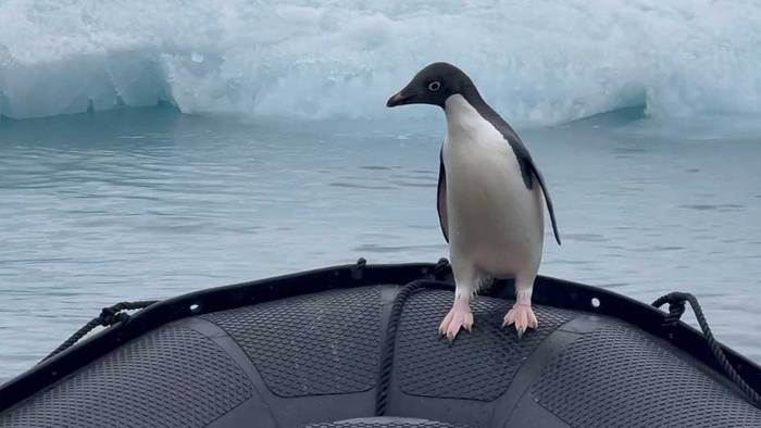 Pinguin fährt per Anhalter auf Schlauchboot mit