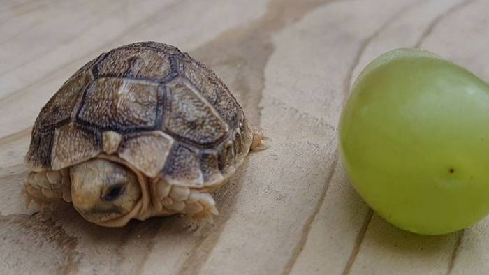 Winziges Reptil: Traubengroße Mini-Schildkröte soll ihre Art retten