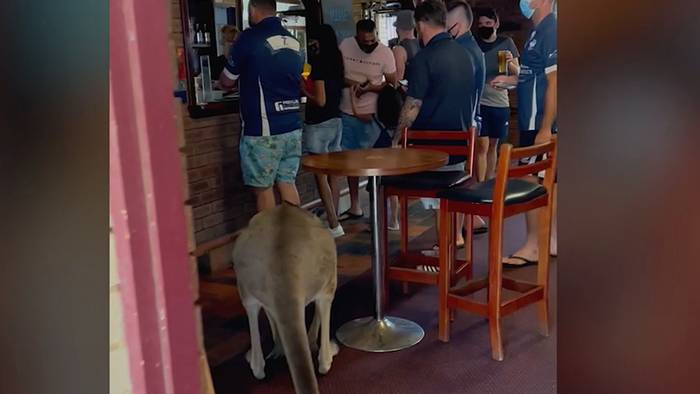 Alles ganz normal? Känguru besucht Pub