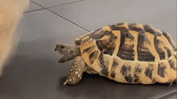 Attacke von hinten: Schildkröte beißt Hund ins Bein