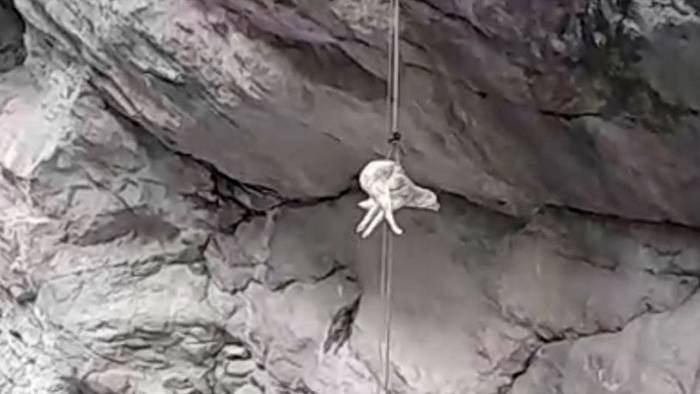 Rettung nach einer Woche: Hund sitzt auf Felsvorsprung fest