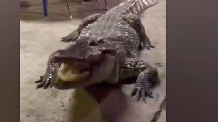 Krokodil statt Wachhund: Furchterregendes Haustier hält Einbrecher ab