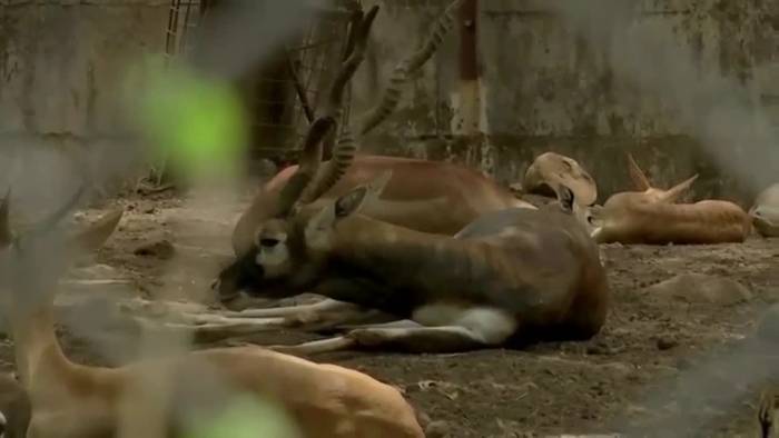 Hitze in Indien: Zoo mit Hilfsprogramm für Tiere