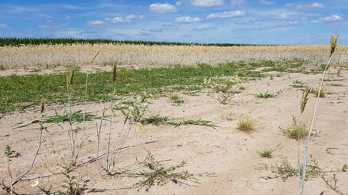 Trockenheit in Deutschland: Dürre frisst sich voran