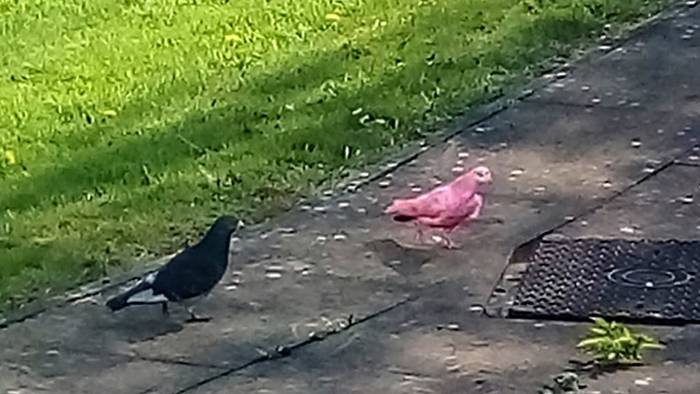Rosa Taube: Pinker Vogel verblüfft in England