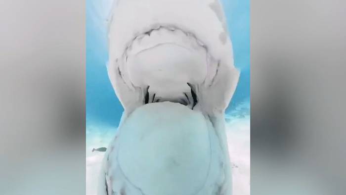 Ungewöhnlicher Einblick: Tigerhai attackiert Kamera