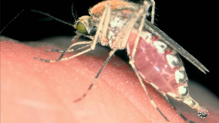 Gefährliche Mückenarten breiten sich aus: Droht uns im Sommer eine Plage?