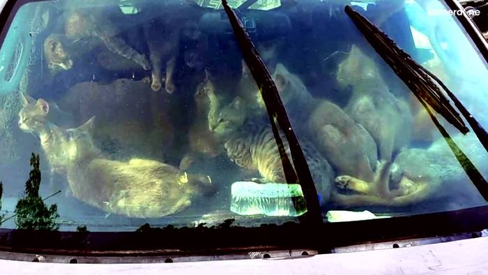 Tiere aus Hitze gerettet: Mann lebte mit 47 Katzen in Auto