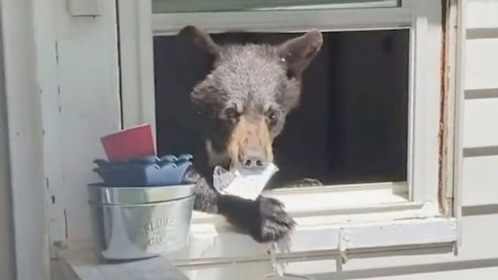 Tierischer Einbrecher: Hungriger Bär überrascht Hausbesitzerin in Connecticut