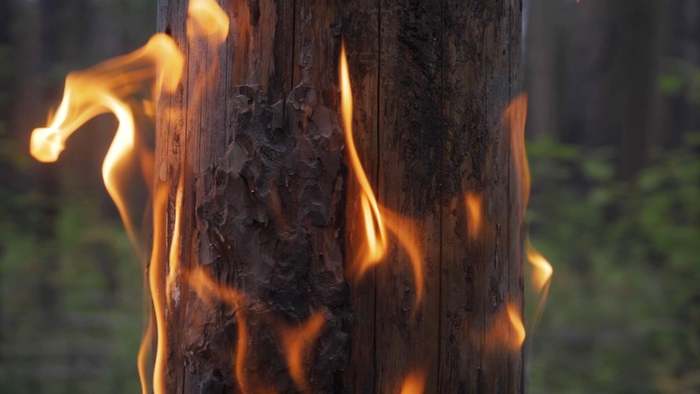 Gefährliches Feuerinferno: So müsst ihr euch bei einem Waldbrand verhalten