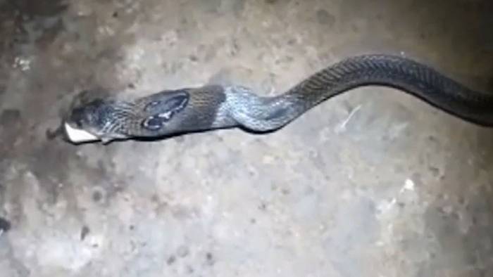 Kobra würgt riesigen Gegenstand hervor