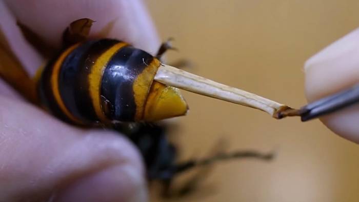 In Riesenhornisse versteckt: Mann zieht Parasiten aus Insekt