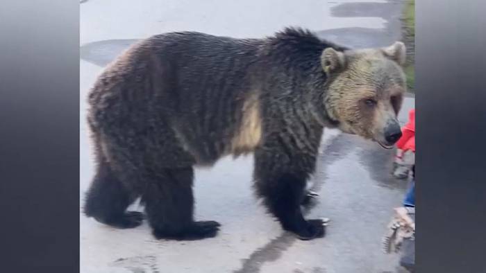 Gefährliche Begegnung: Grizzlybär kommt zwei Touristinnen nahe