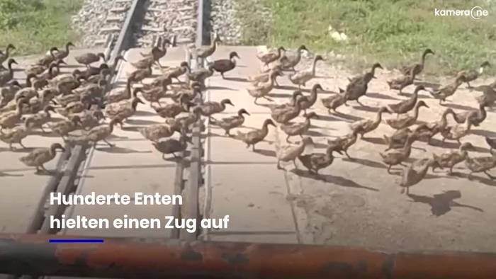 Hunderte Vögel blockieren Zug – es sind Enten auf dem Weg zur Arbeit