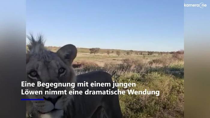 Das hätte ins Auge gehen können: Filmender Urlauber kommt Löwen gefährlich nahe
