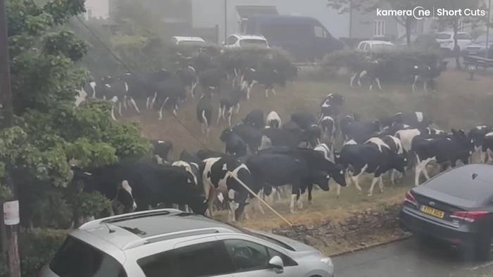 Invasion: Kühe fallen in Dorf in Südengland ein