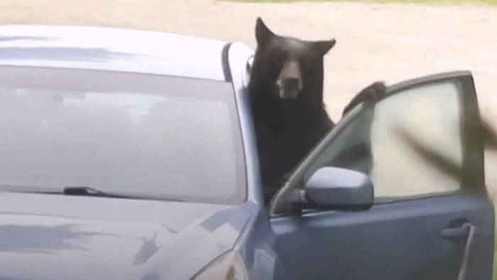 Bär steckt stundenlang in Auto fest – mit verheerenden Folgen