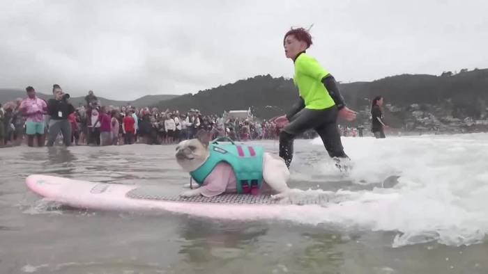 Hunde-Surf-WM: Wellenreitende Haustiere in Kalifornien