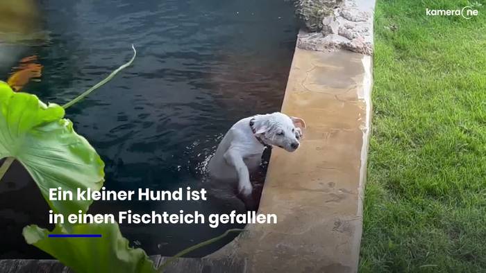 In Teich gefallen: Kleiner Hund kämpft ums Überleben - sein Freund rettet ihn