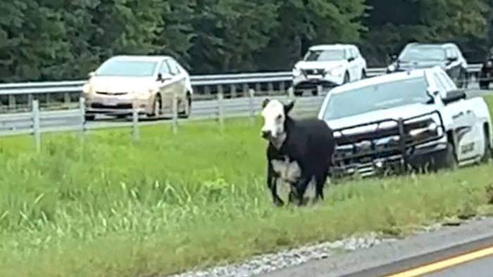 Flucht über den Highway: Kuh rennt vor Polizei davon
