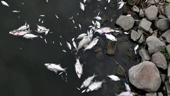 Behörden fahnden nach Grund für Fischsterben: Sind giftige Algen Ursache?