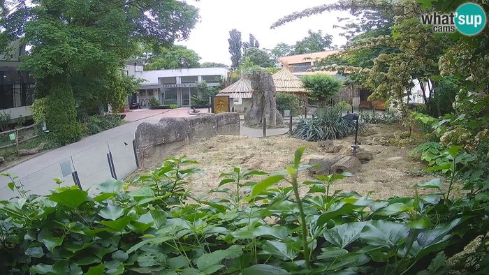 HD Live Webcam Zoo Zagreb – Erdmännchen