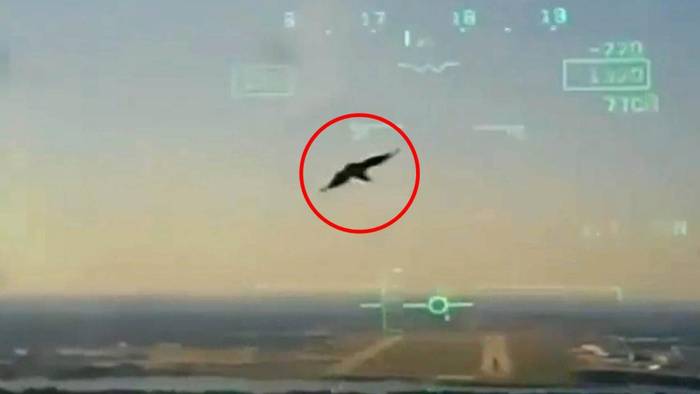 Militärjet abgestürzt: Kamera filmt Vogelschlag vor dem Crash