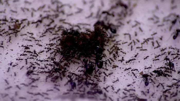 Neueste Forschung: 20 Billiarden Ameisen leben auf der Erde