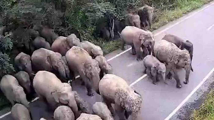 Ungewöhnliche Verkehrsteilnehmer: Riesige Elefantenherde überquert Straße