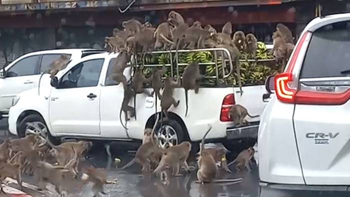 Fahrer ohne Chance: Wilde Affen überfallen Bananentransport