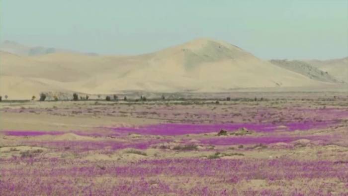 Herrlich! Blütenträume in der Atacama-Wüste