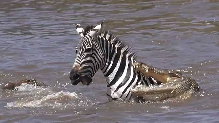 Unfassbarer Überlebenskampf: Fünf Krokodile greifen Zebra an