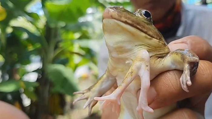 Ungewöhnliches Haustier: Sechsbeiniger Frosch soll Besitzer Glück bringen