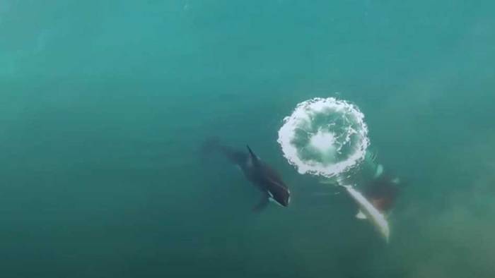 Gefährlichsten Raubtierarten der Welt: Schwertwale machen Jagd auf Weiße Haie