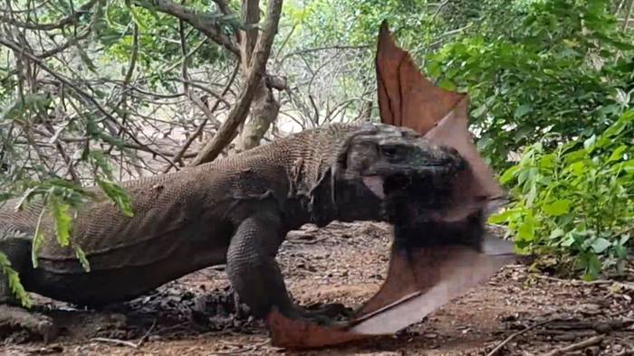Zwei-Meter-Sprung: Komodowaran schnappt sich Fledermaus auf Baum