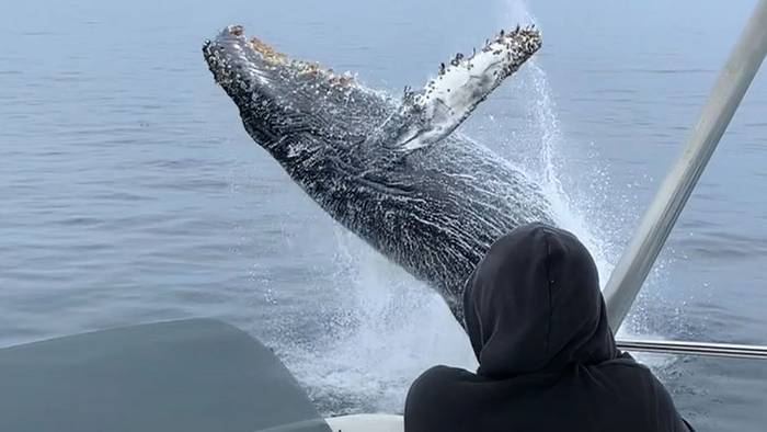 Kleine Riesenshow: Wal-Baby schießt plötzlich aus dem Wasser